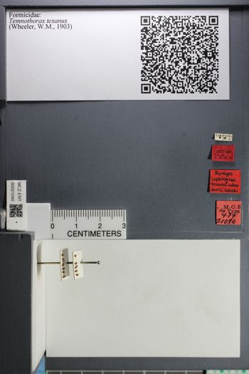 Media type: image;   Entomology 21040